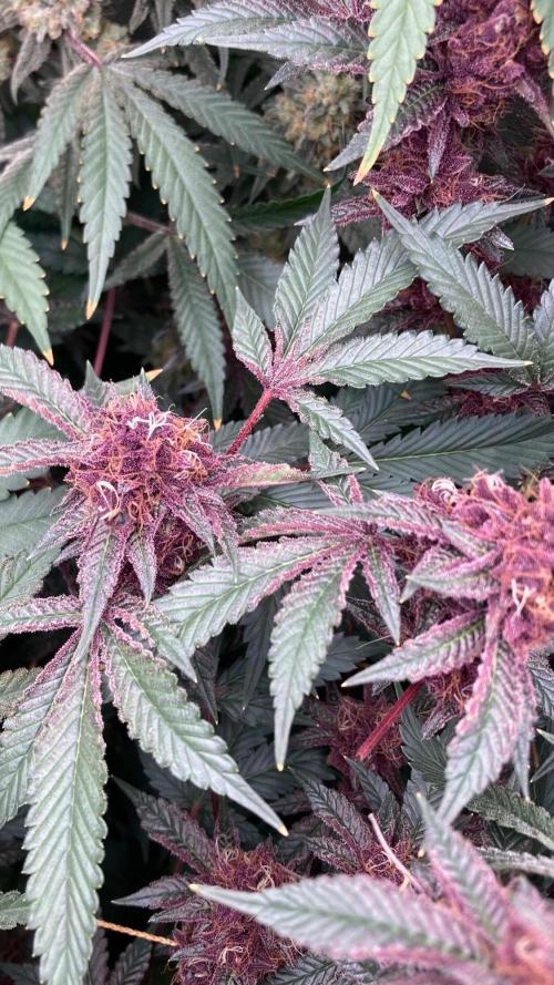 Pora’s Purple CN#6 (Relentless Genetics). Week 9