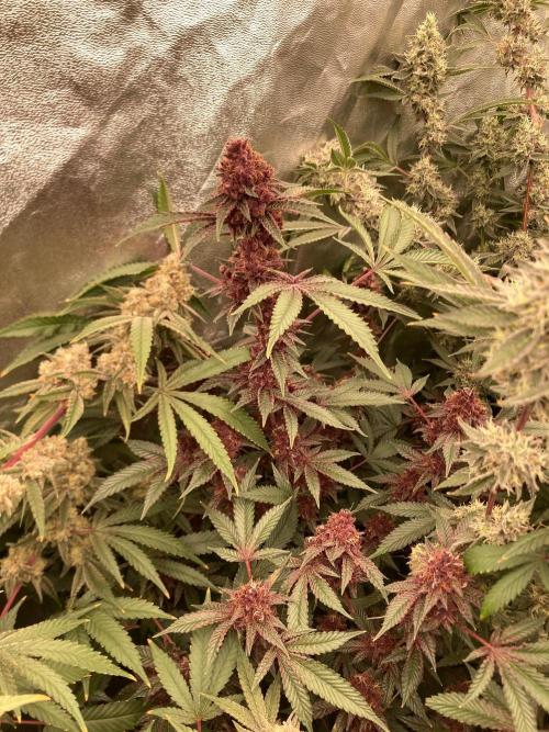 Pora’s Purple CN#6 (Relentless Genetics). Week 9