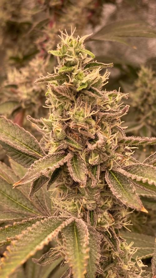 Pineapple Mojito S1. Week 19