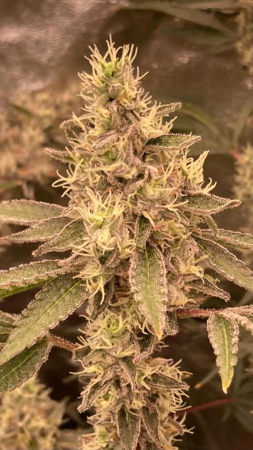Pineapple Mojito S1. Week 19