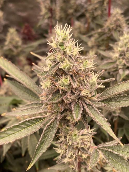Pineapple Mojito S1. Week 19