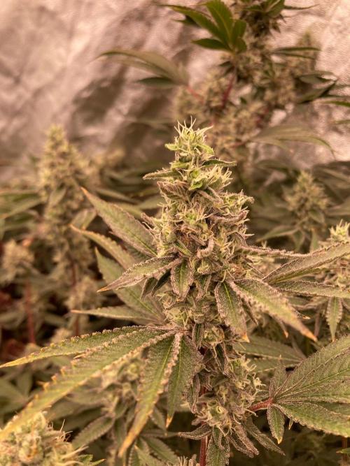 Pineapple Mojito S1. Week 19