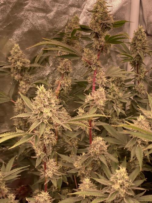 Pineapple Mojito S1. Week 19