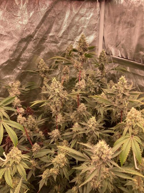 Pineapple Mojito S1. Week 19