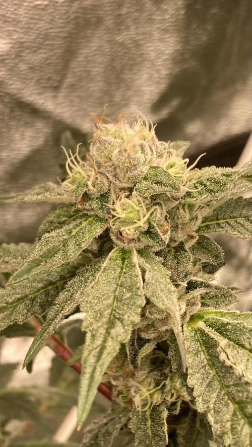 Final Chrome Dome Clone (Compound ). Week 6