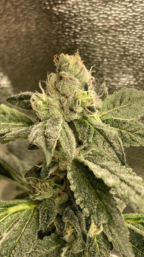 Final Chrome Dome Clone (Compound ). Week 6