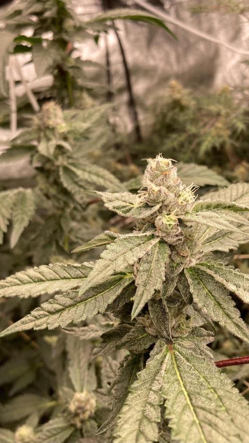 Final Chrome Dome Clone (Compound ). Week 6