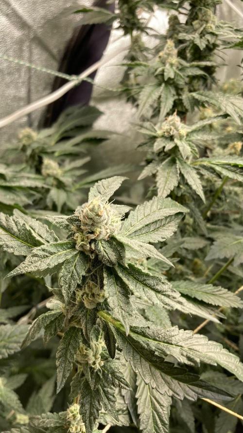 Final Chrome Dome Clone (Compound ). Week 6
