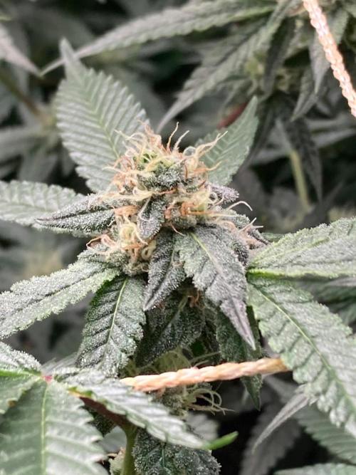 Do-lato V2 (In House Genetics). Week 23