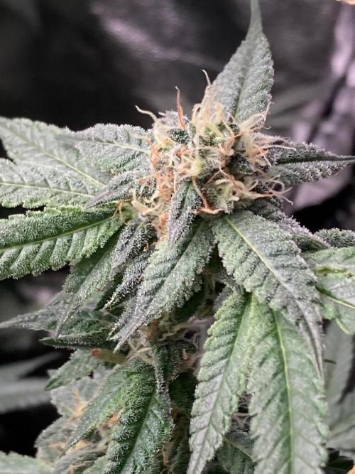 Do-lato V2 (In House Genetics). Week 23