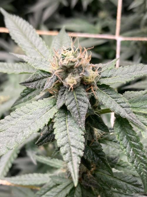 Do-lato V2 (In House Genetics). Week 23
