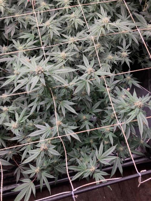 Do-lato V2 (In House Genetics). Week 23