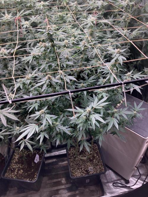 Do-lato V2 (In House Genetics). Week 23