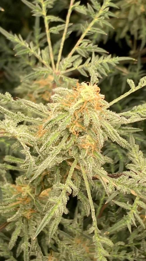 Frosty’s Purple Freak (Khalifa). Week 20