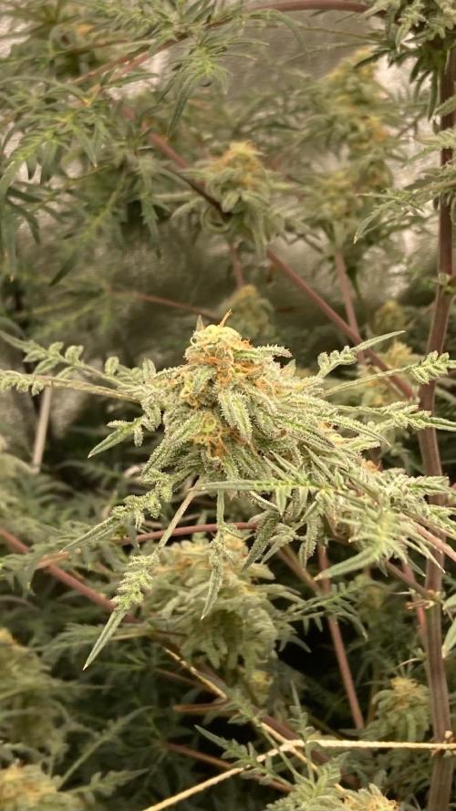 Frosty’s Purple Freak (Khalifa). Week 20