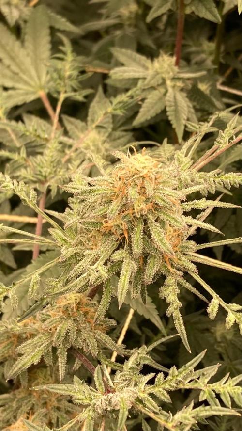 Frosty’s Purple Freak (Khalifa). Week 20