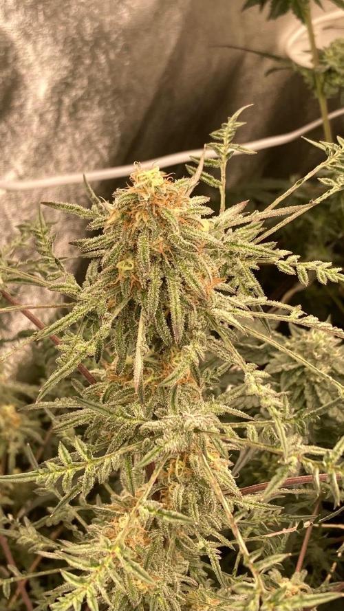 Frosty’s Purple Freak (Khalifa). Week 20