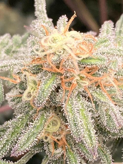 Frosty’s Purple Freak (Khalifa). Week 20