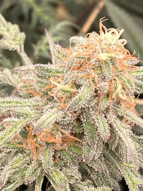 Frosty’s Purple Freak (Khalifa). Week 20