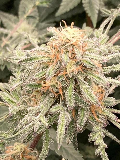 Frosty’s Purple Freak (Khalifa). Week 20