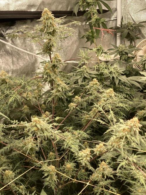 Frosty’s Purple Freak (Khalifa). Week 20