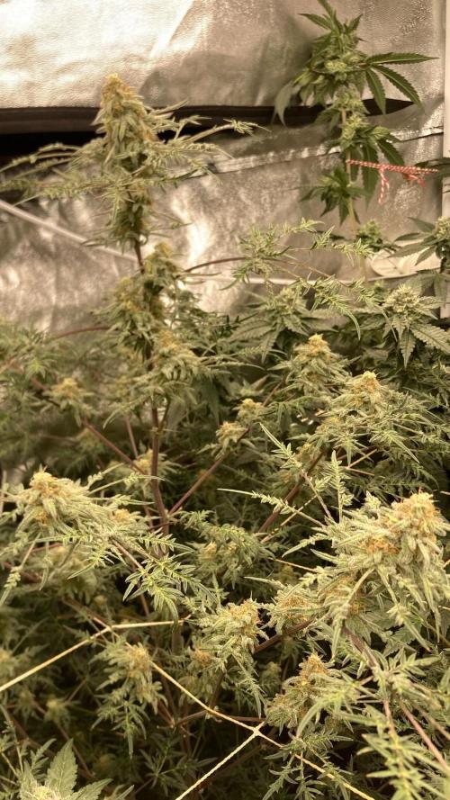 Frosty’s Purple Freak (Khalifa). Week 20