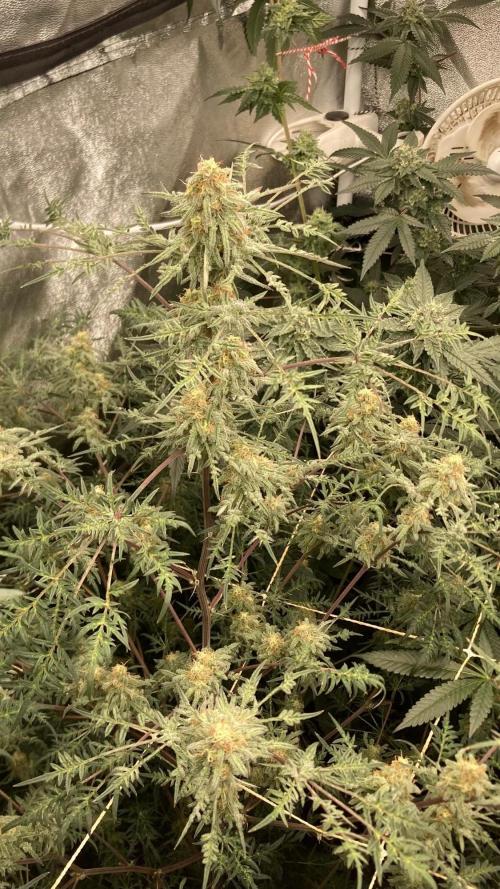 Frosty’s Purple Freak (Khalifa). Week 20