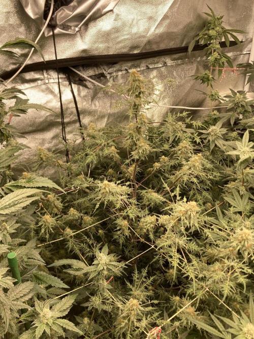 Frosty’s Purple Freak (Khalifa). Week 20