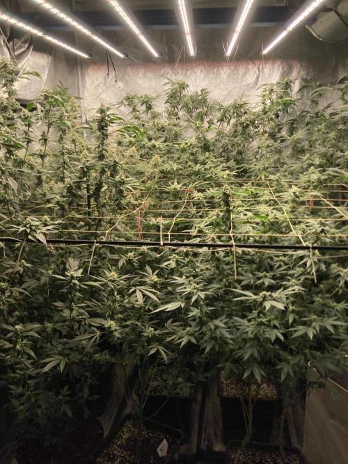 Frosty’s Purple Freak (Khalifa). Week 20
