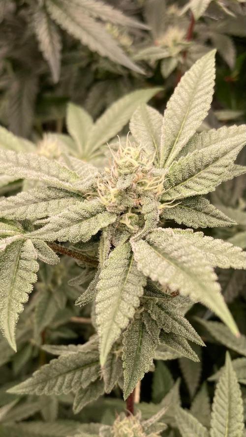 Black Rainbow (LIT Farms). Week 23