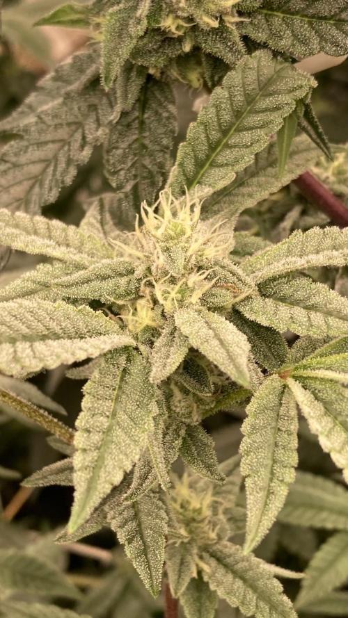 Black Rainbow (LIT Farms). Week 23
