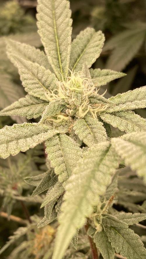 Black Rainbow (LIT Farms). Week 23