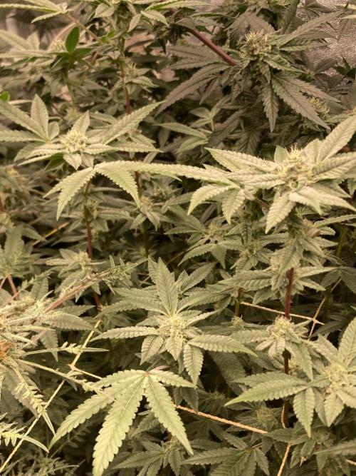 Black Rainbow (LIT Farms). Week 23