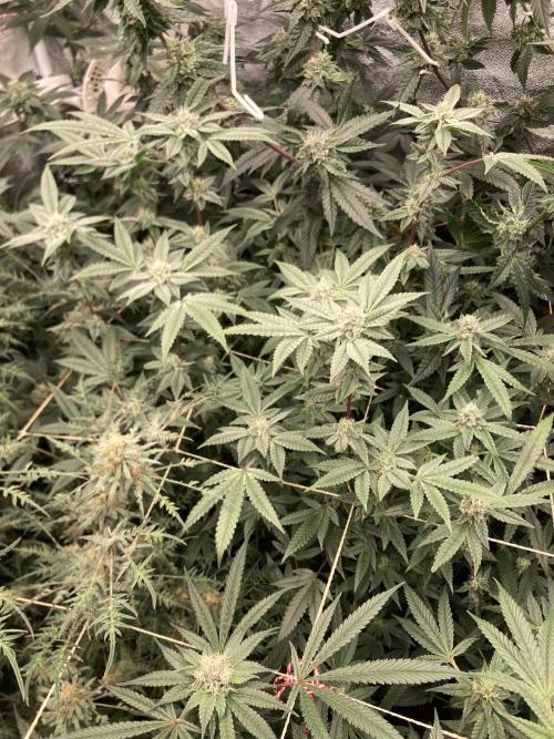 Black Rainbow (LIT Farms). Week 23