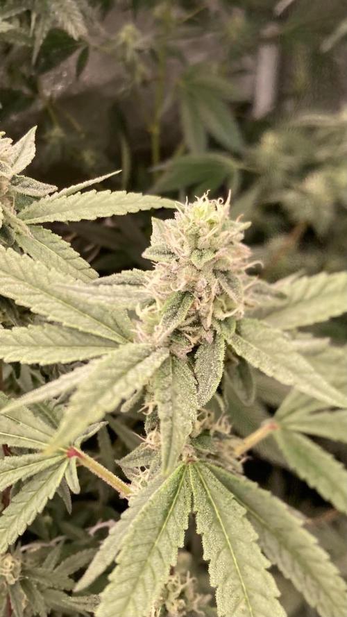 Apples & Bananas x Zoda (Umami Seed Co). Week 20