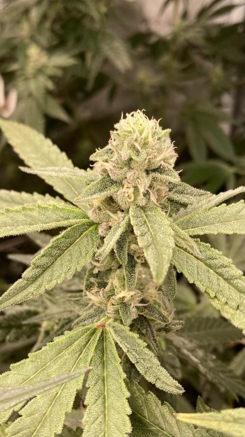 Apples & Bananas x Zoda (Umami Seed Co). Week 20