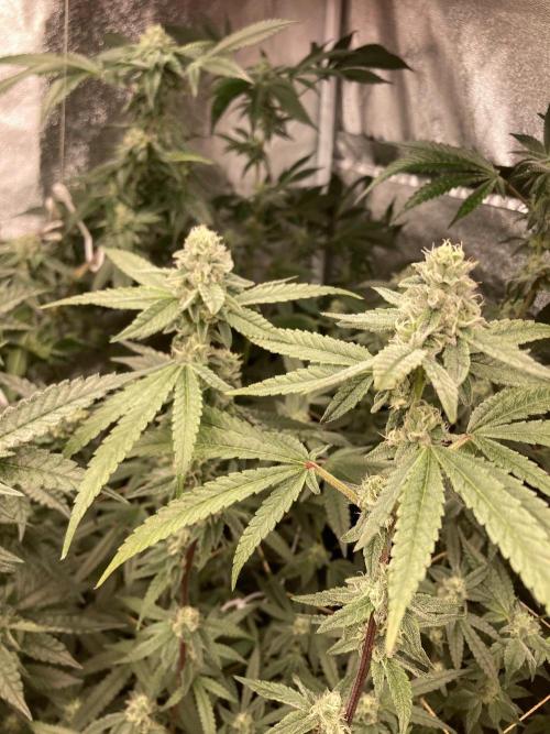 Apples & Bananas x Zoda (Umami Seed Co). Week 20