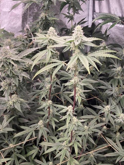 Apples & Bananas x Zoda (Umami Seed Co). Week 20