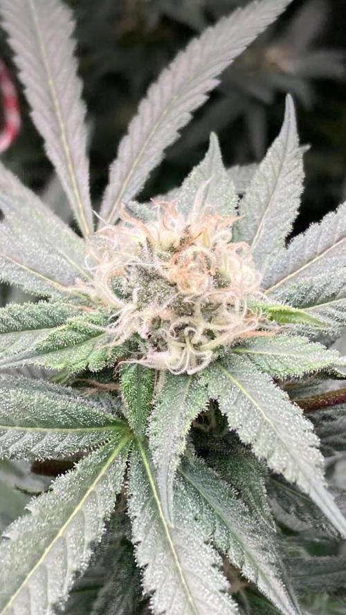 Blackcherry Punch Clones (In House Gen). Week 6