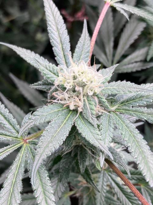 Blackcherry Punch Clones (In House Gen). Week 6