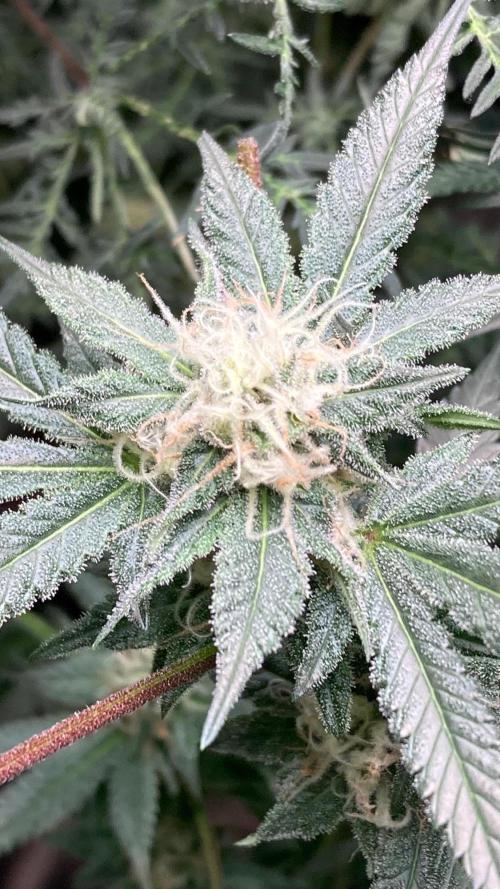 Blackcherry Punch Clones (In House Gen). Week 6