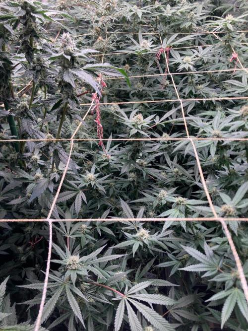 Blackcherry Punch Clones (In House Gen). Week 6