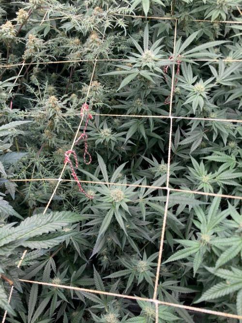 Blackcherry Punch Clones (In House Gen). Week 6