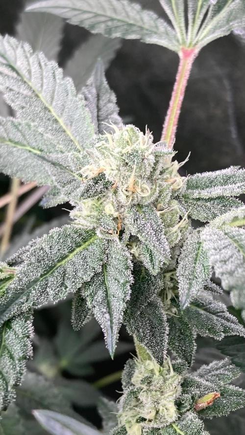 Rainbow Marker #2 (LIT Farms). Week 6