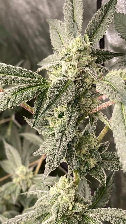 Rainbow Marker #2 (LIT Farms). Week 6