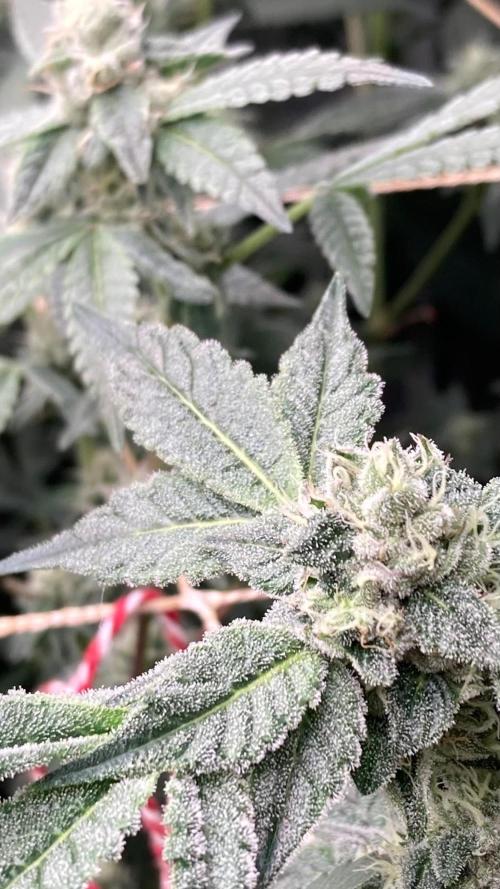 Rainbow Marker #2 (LIT Farms). Week 6