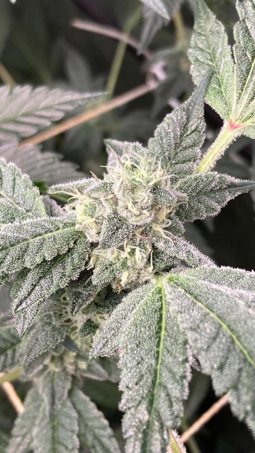 Rainbow Marker #2 (LIT Farms). Week 6