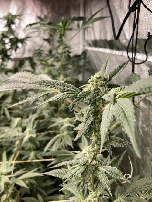 Rainbow Marker #2 (LIT Farms). Week 6
