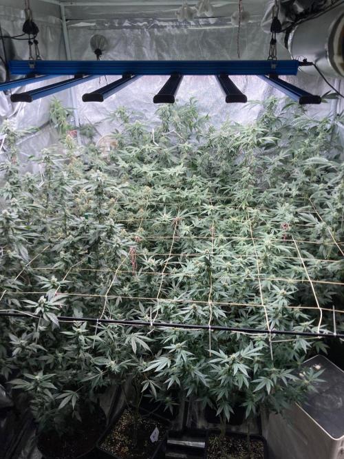 Rainbow Marker #2 (LIT Farms). Week 6