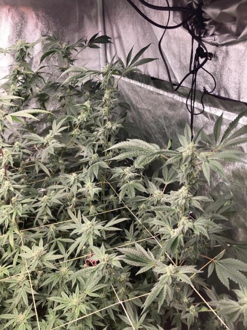 Rainbow Marker #2 (LIT Farms). Week 6